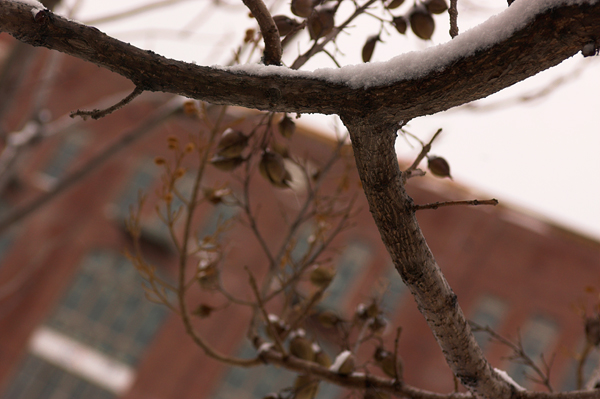 snow tree