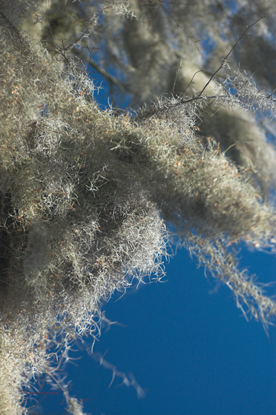 spanish moss one