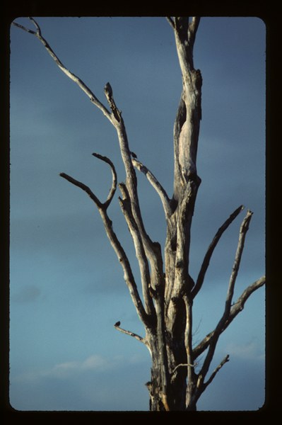 dead tree