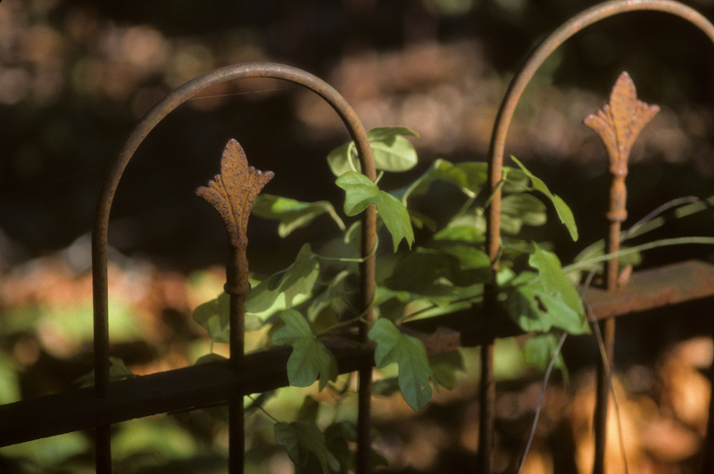 fence