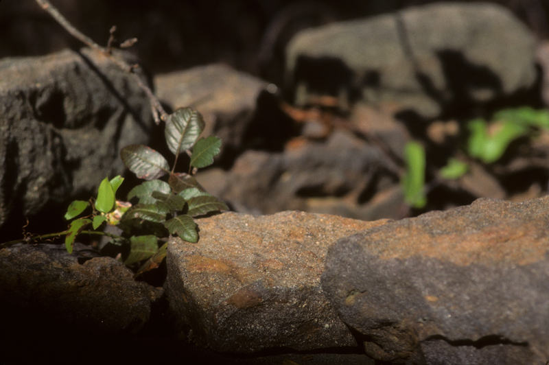 stone wall one