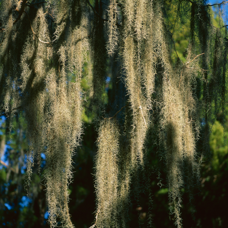 spanish moss two