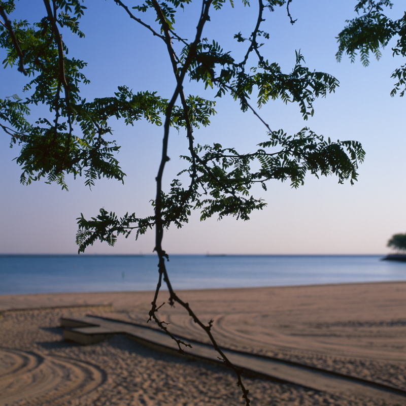 tree at the beach