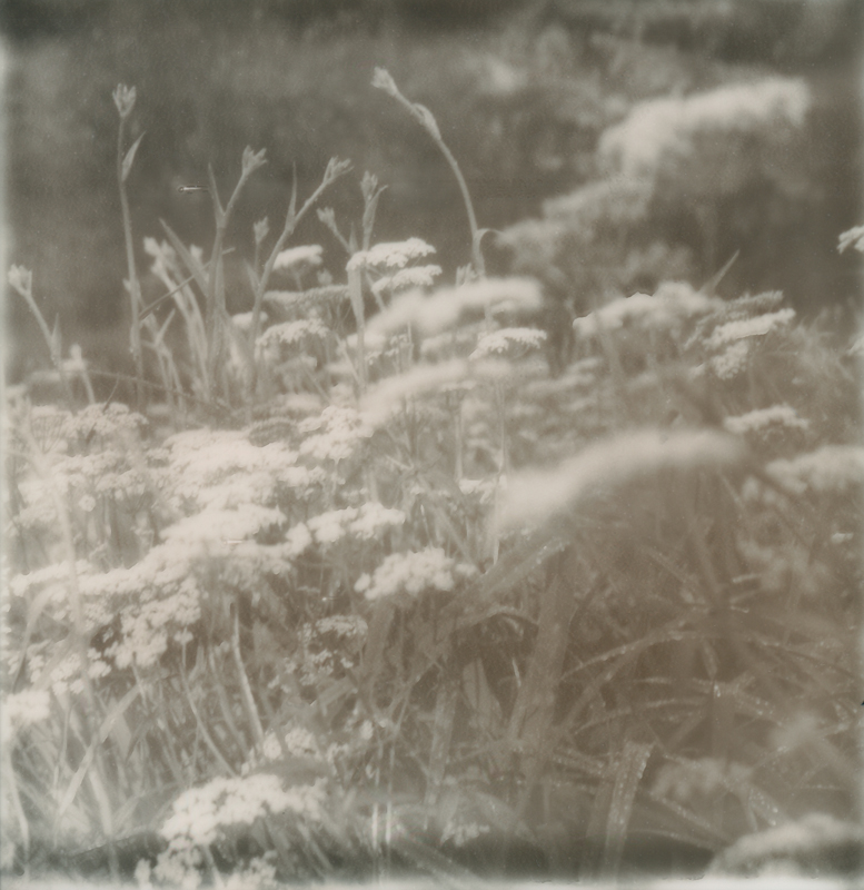 queen anne's lace