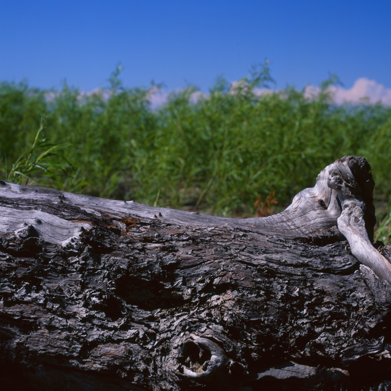 driftwood three