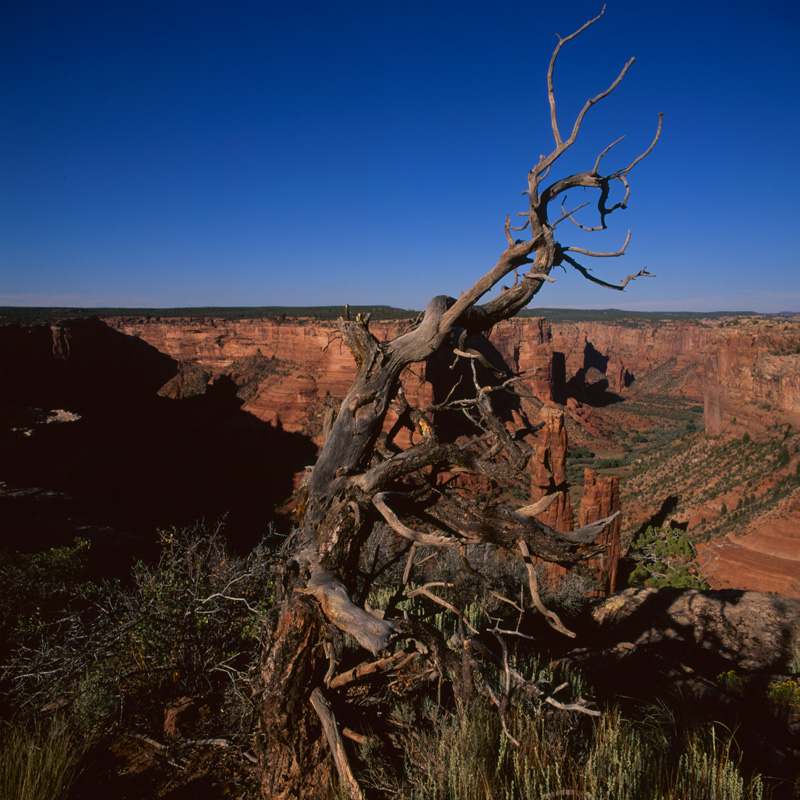 spider rock one