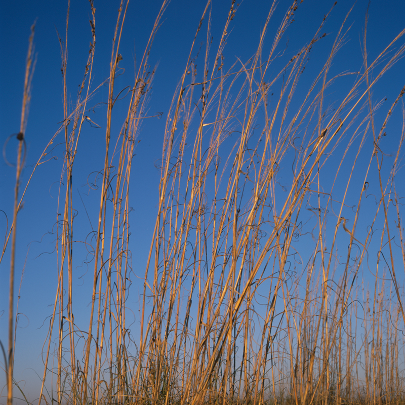 marsh grass