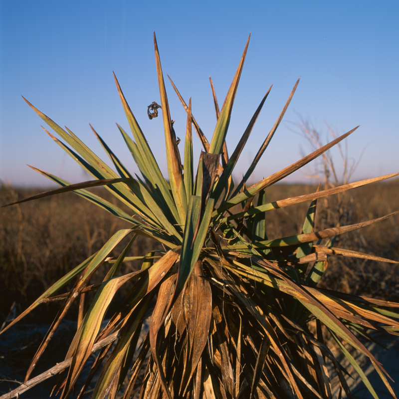 palmetto