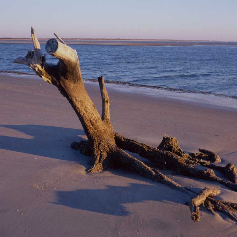 driftwood eleven