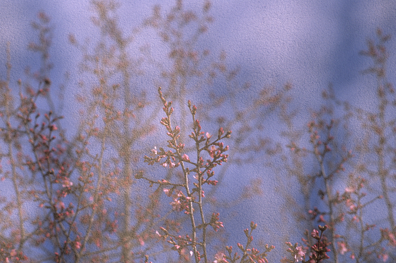 spring blossoms