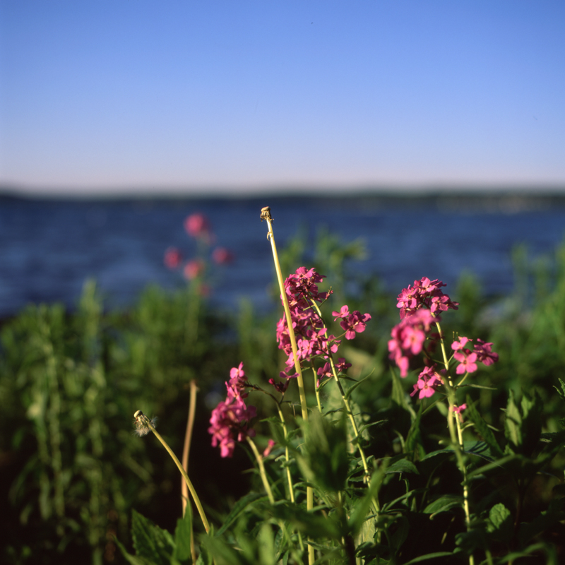 flowers on the lake