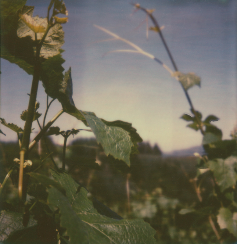 grapevines