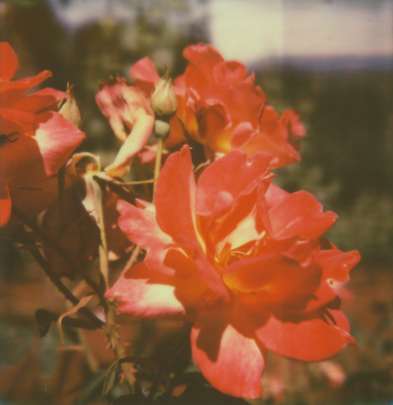 roses in the vinyard one