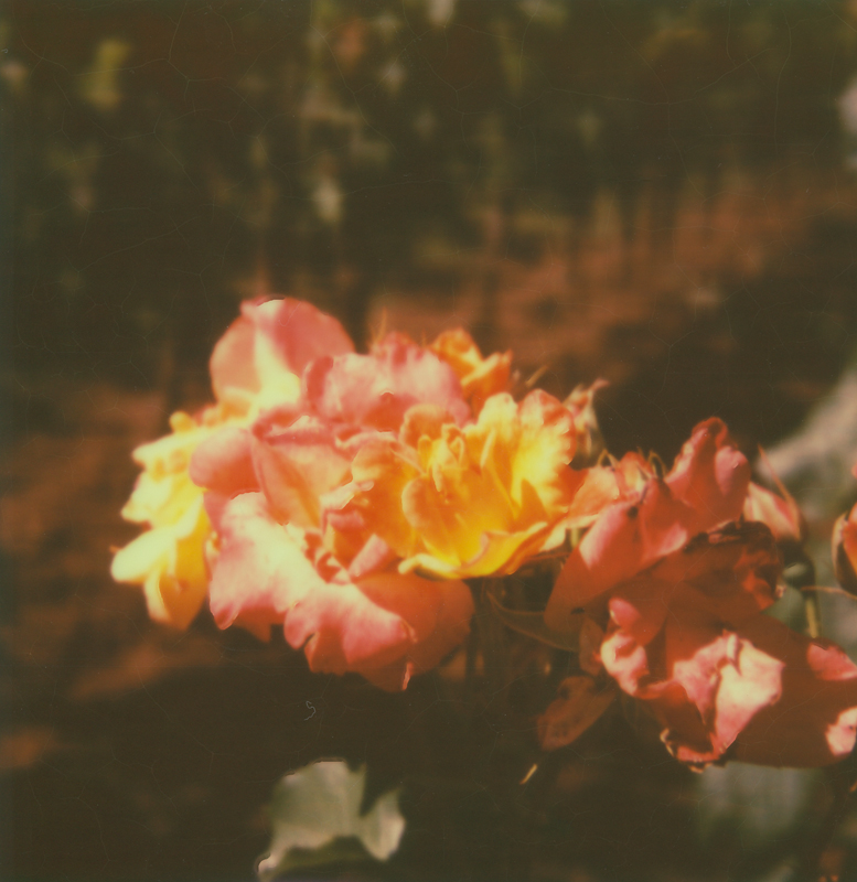 roses in the vinyard three
