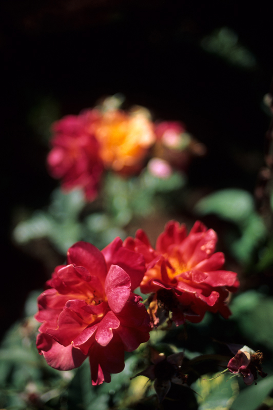 roses in the vinyard five