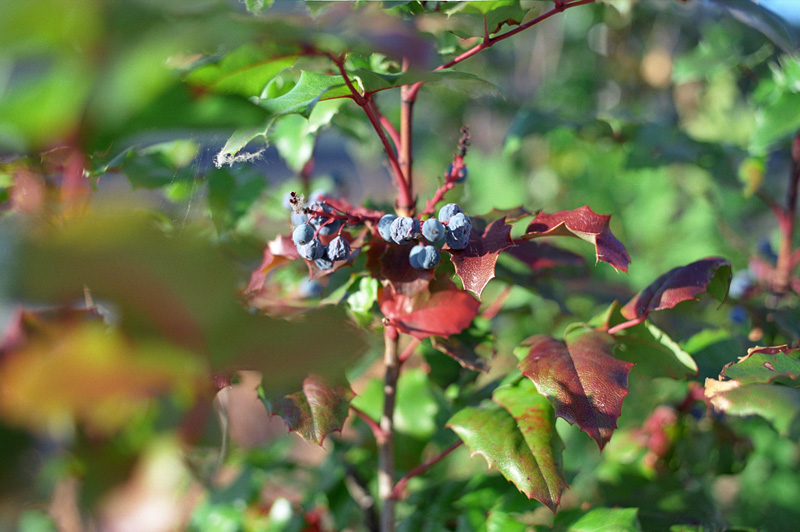 blueberries