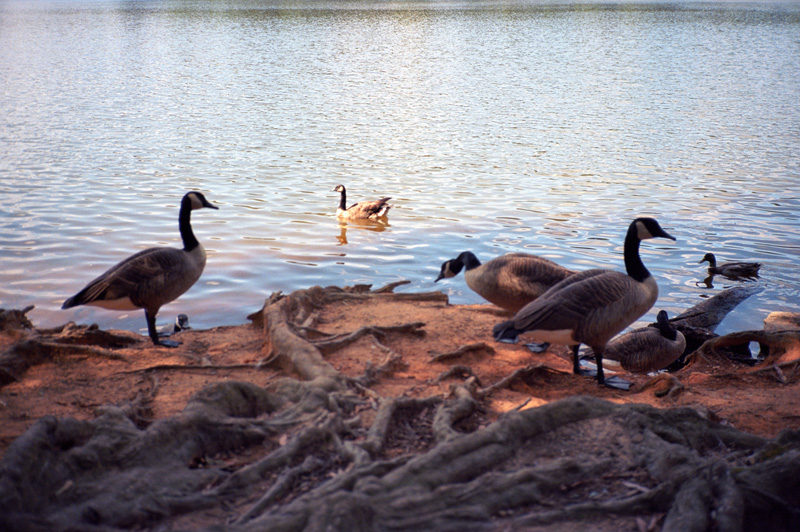 ducks on a pond