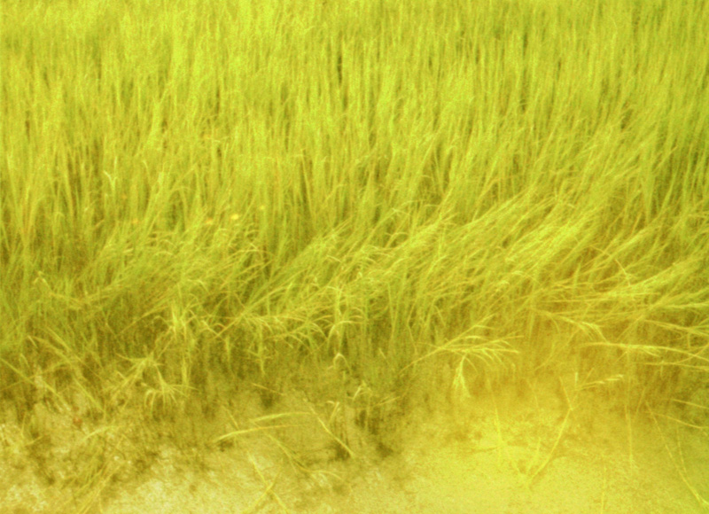 marsh grass on the intercoastal