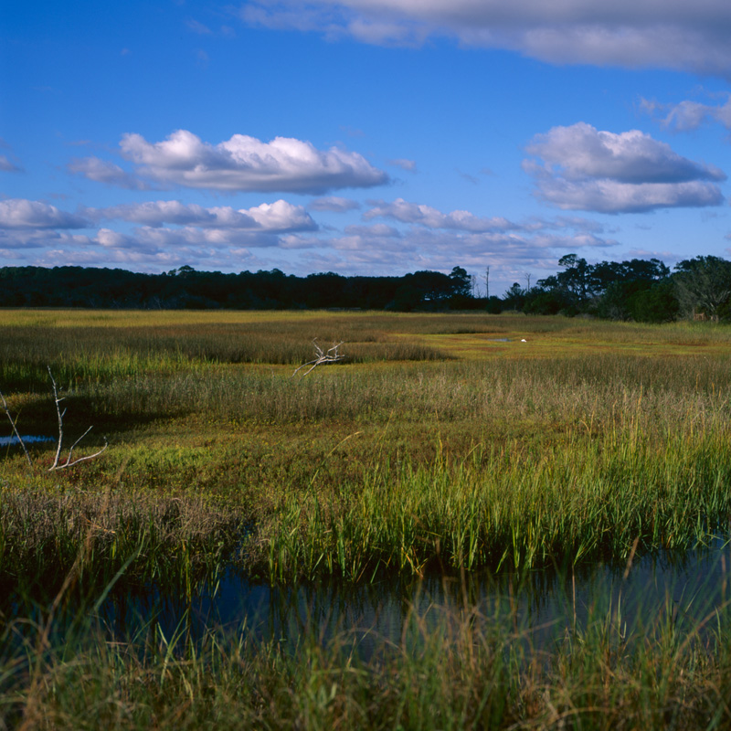 on the marsh one