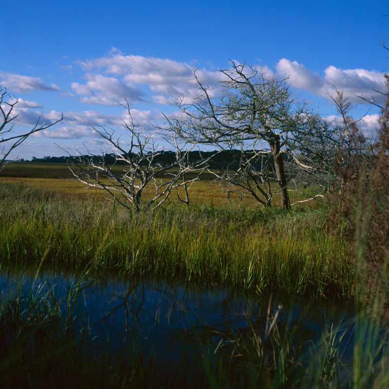 on the marsh two