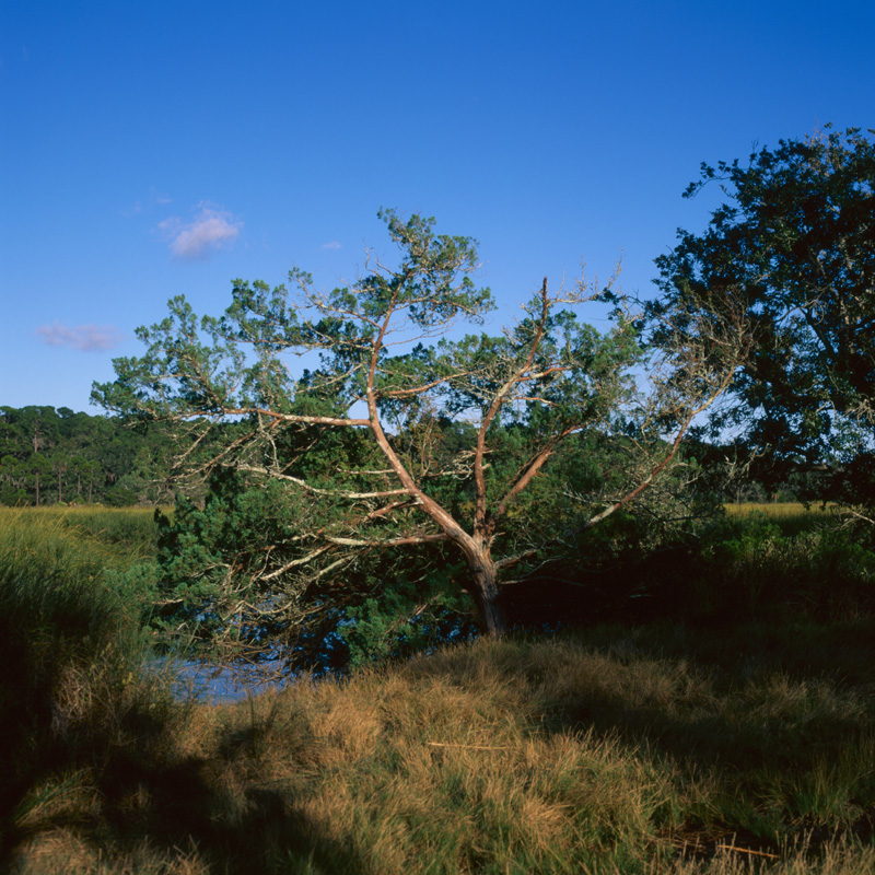 on the marsh four