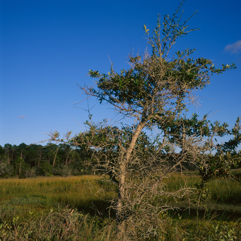 on the marsh seven