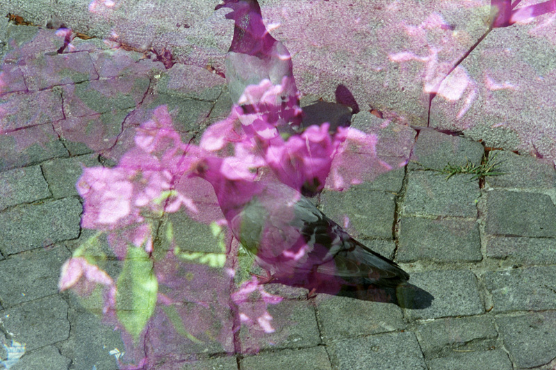 pigeons and flowers