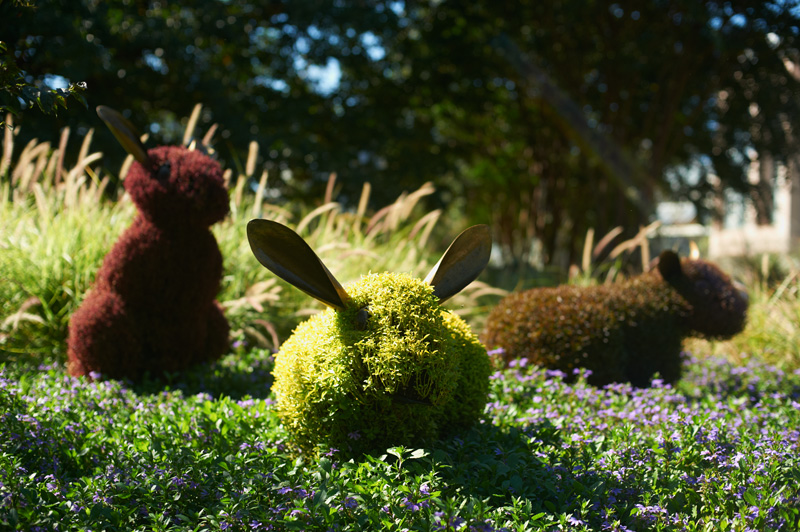 festival of rabbits