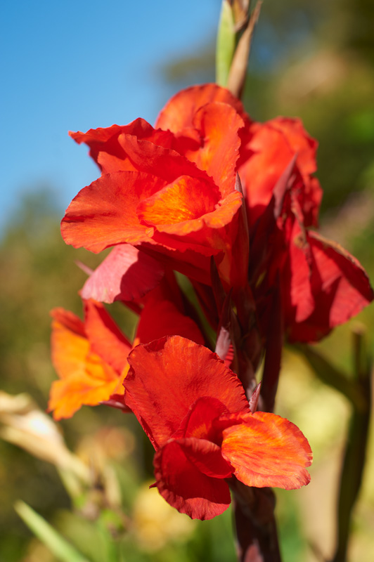 bright red