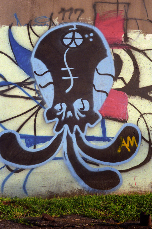 octopus in color