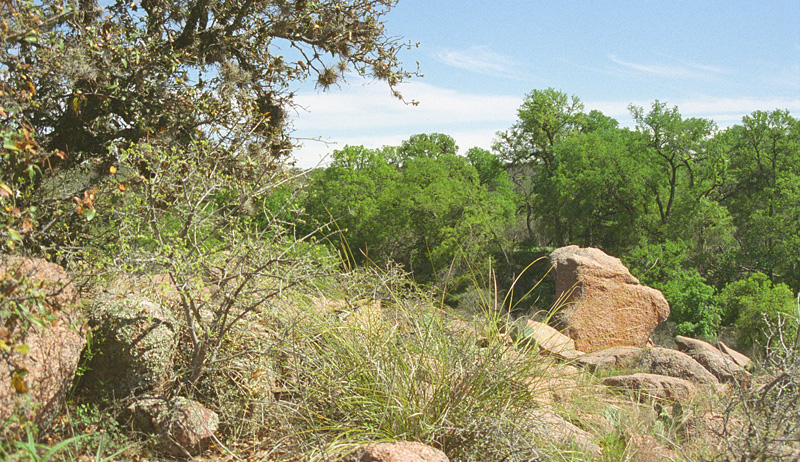 rock in the wilderness