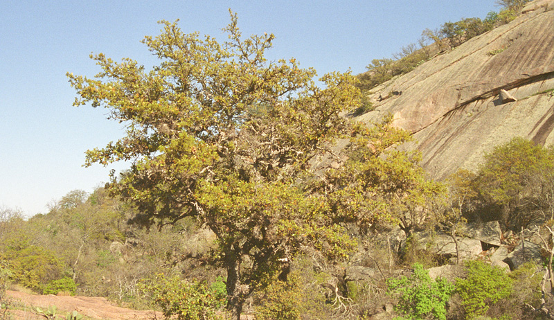 escarpment