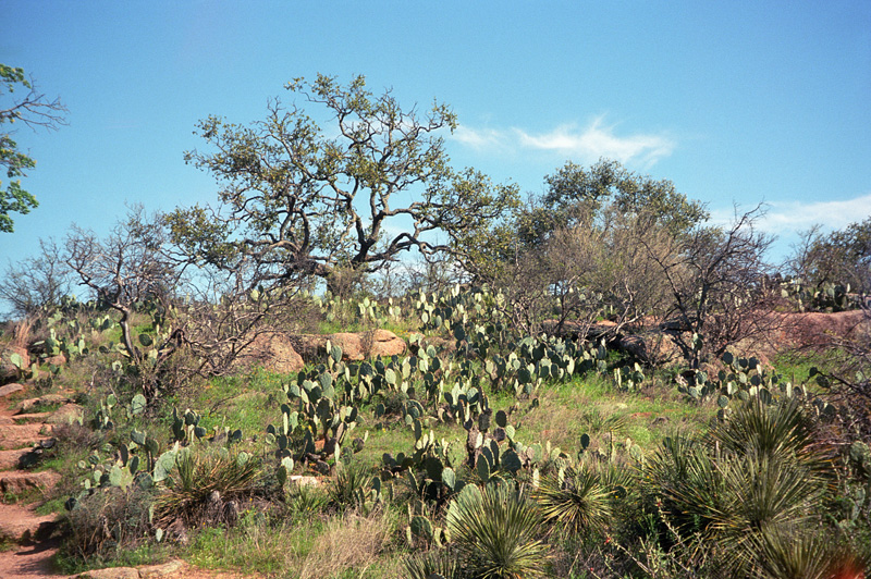 a field of cacti