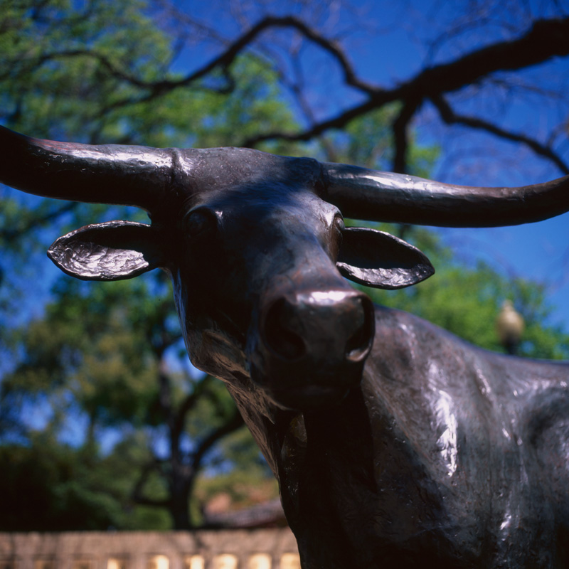 the longhorn