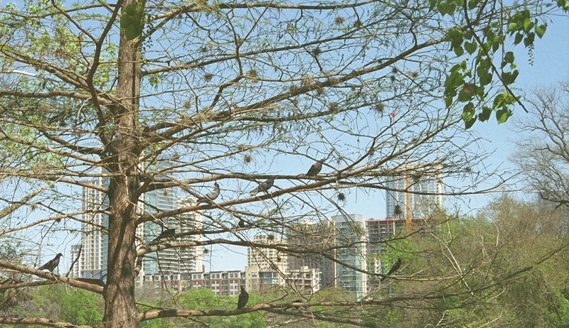 austin skyline one