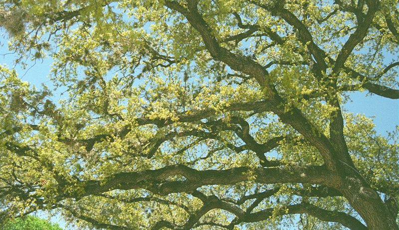 overarching branches