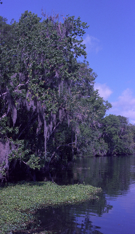 southern gothic imagery one