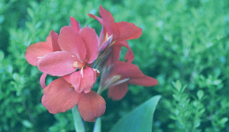 red and green