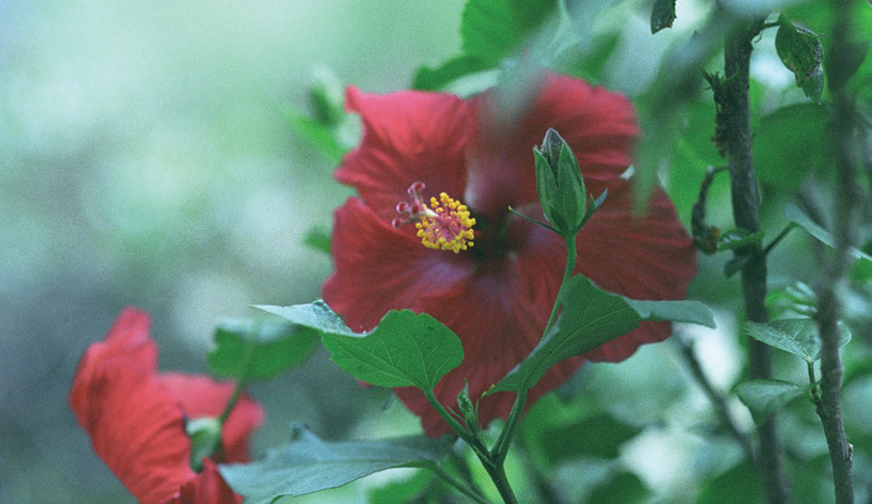 red yellow and green