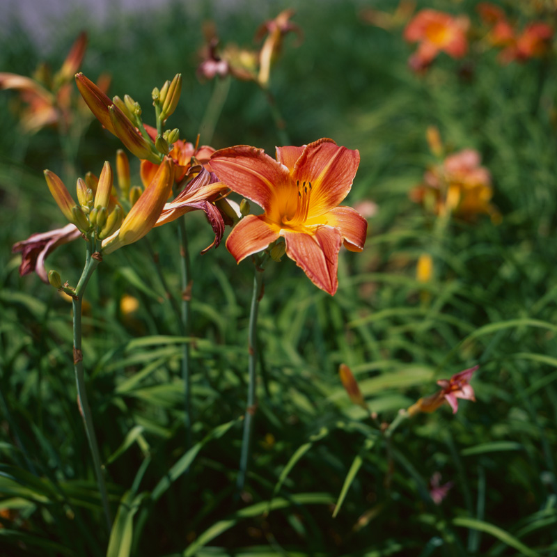 orange yellow and black