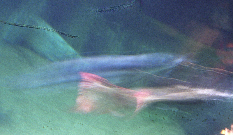 one fish two fish