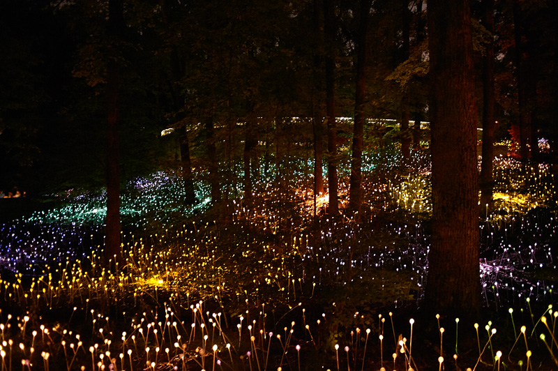 forest of light one
