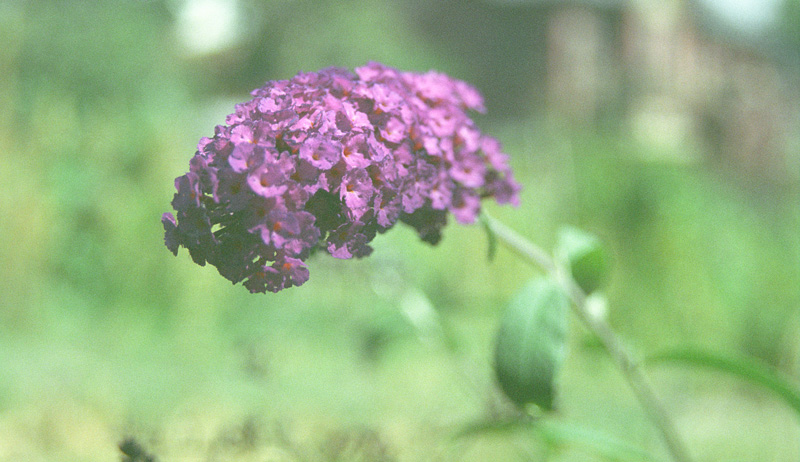 purple and green