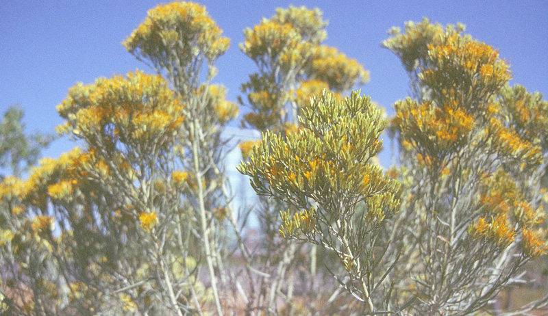 yellow brush