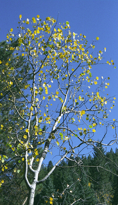 aspens two