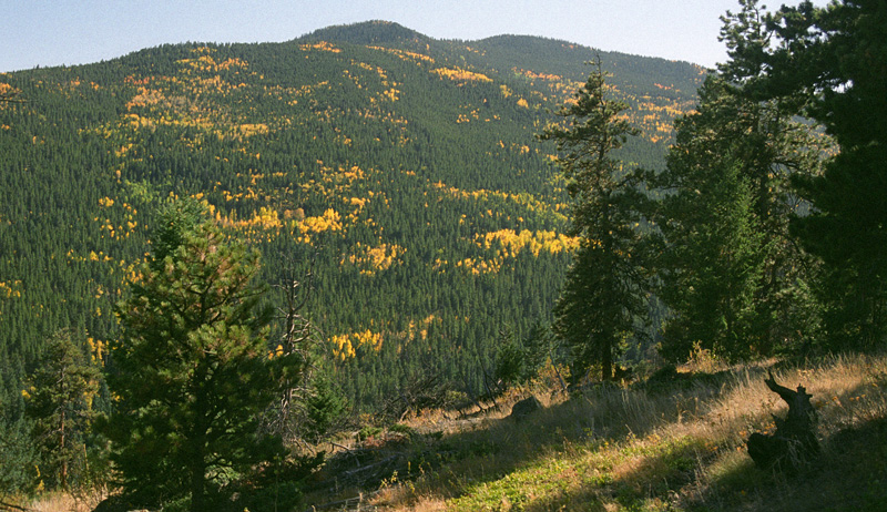 aspens four