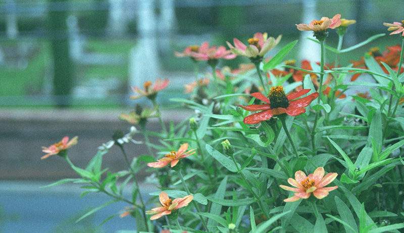 zinnias