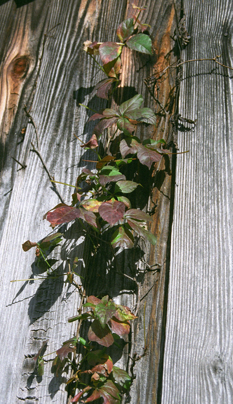 a literary barn detail four