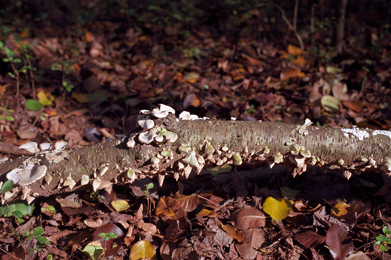 mushrooms