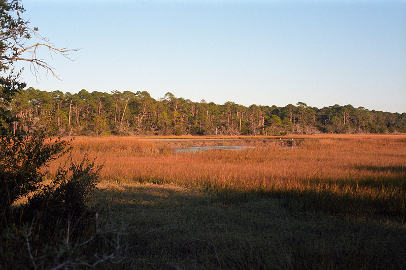 back on the marsh